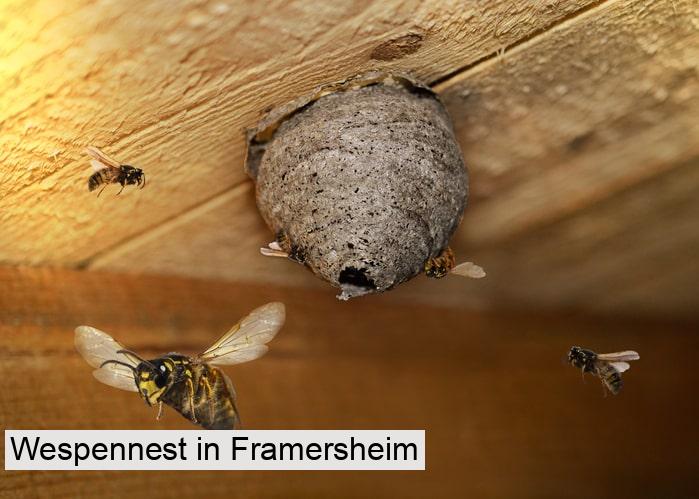 Wespennest in Framersheim
